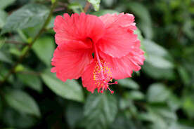 扶桑花