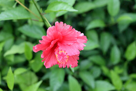 朱槿花