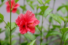 扶桑花
