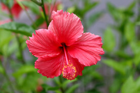 朱槿花