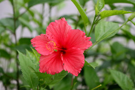 扶桑花