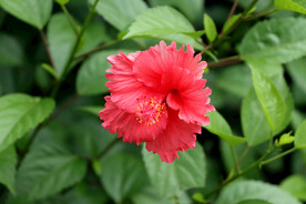 扶桑花