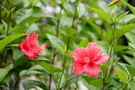 扶桑花