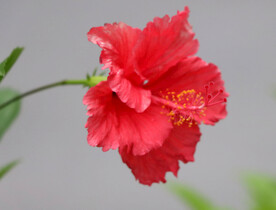 扶桑花