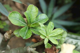 绿叶 植物