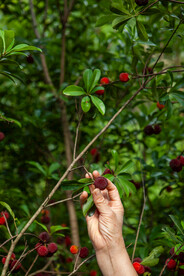 采摘新鲜杨梅水果