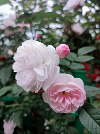 淡粉双色月季花