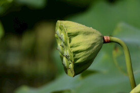  莲蓬莲子