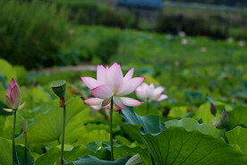 荷花