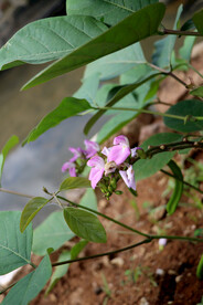 刀豆花