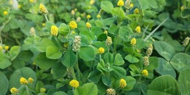 野苜蓿