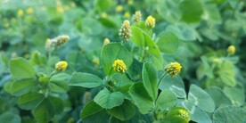 野苜蓿花
