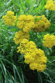 园林花草