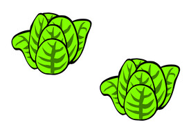 多层绿白菜