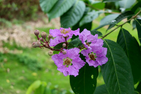 紫薇花