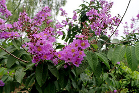紫薇花