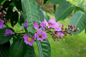 紫薇花