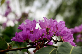 紫薇花