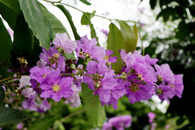 紫薇花