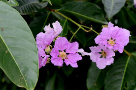 紫薇花