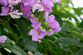 紫薇花