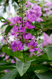 紫薇花