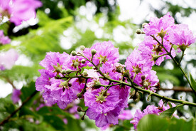 紫薇花
