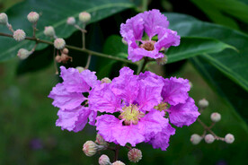 紫薇花