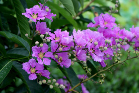 紫薇花