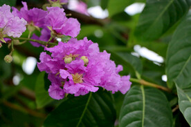 紫薇花