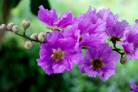 紫薇花