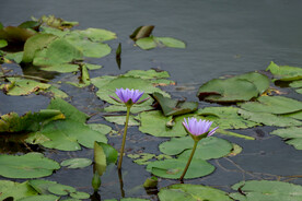 睡莲花