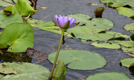 睡莲花