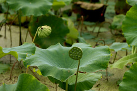 莲蓬莲子
