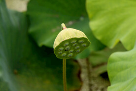 莲蓬莲子