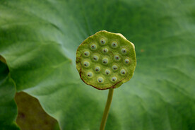 莲蓬莲子