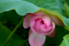  荷 莲 绿 花蕾