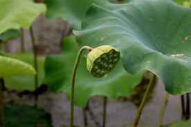 莲蓬莲子