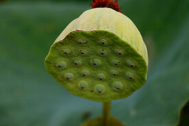 莲蓬莲子