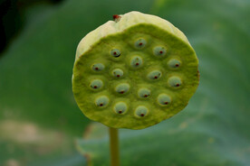 莲蓬莲子