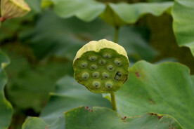 莲蓬莲子