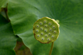 莲蓬莲子