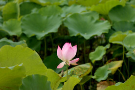 荷花花苞