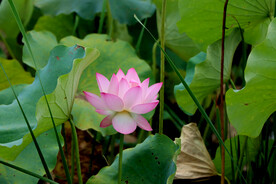 荷花特写