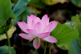 荷花特写