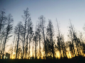 树林晚霞