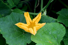 南瓜花