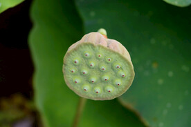 莲蓬莲子
