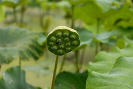 莲蓬莲子