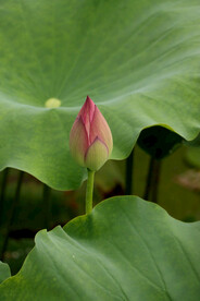 荷花花苞